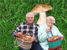 Mushroom pickers / ***