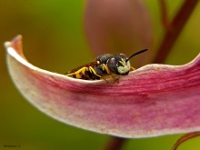 Sand wasp / Philanthus triangulum