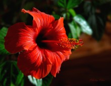 Flowered scarlet / ***