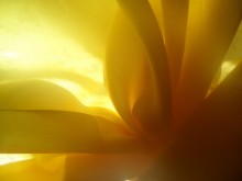 &nbsp; / ................