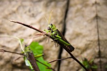 grasshopper sat in the grass / ***