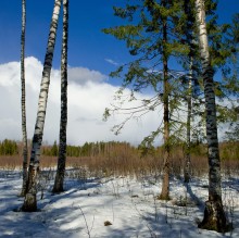 And in the woods still snow / ***