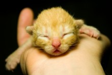 Saffron milk cap / ***