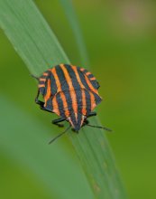 Bedbug Italian / Graphosoma lineatum