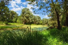 In the marshy wilds Svyatogorye / ***