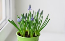 Muscari. / ******