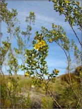 Spring in the desert .. 3. Arizona / .............