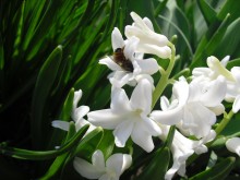 hyacinth and the Bee / ***********