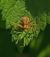 Hunter and prey / ***