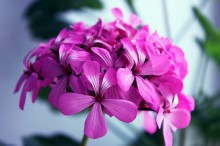 DREAMS of the summer ... / 25.04.11