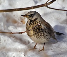 Thrush Fieldfare / *******