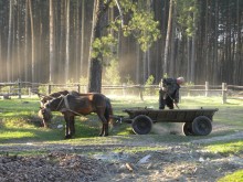 horses and solar dust / ******