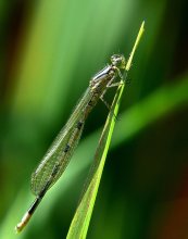 Dragonfly Arrow-girl / Coenagrion puella