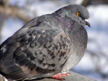 Pigeon / ***