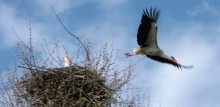 Storks / ______