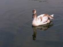 Cygnet / ***