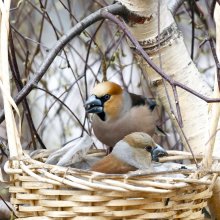 Bullfinch pair / ***