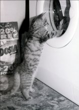 Catch better! / /\_/\