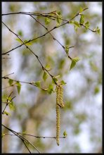 Catkins of birch and young leaves / ***