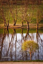 evening, embracing the trees / ***