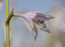 Flower ... / It is my…)