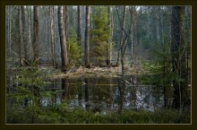 Forest River at night / ***