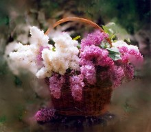Lilacs in the basket / **********************