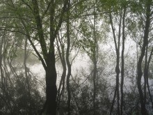 &quot;Mangrove&quot; forest / ------