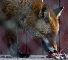 Animals in captivity ... / ******