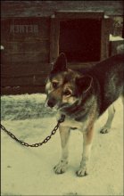 dog / ***