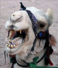 Singing Camel / ***