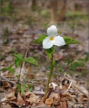 Princess of Ontario\'s forests / ***