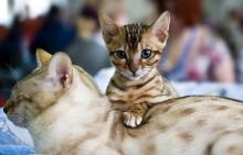 Bengal kitten with mom / ***