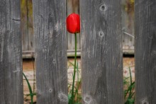 fence / ------------