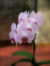 Orchid / ******