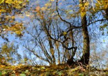 ... With autumn trees slides gilding ... / ***