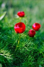 Mountain Peony / ......