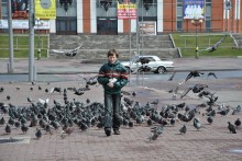 The leader of pigeon flocks / ***