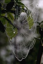 dew caught in the web / \\\\\\\