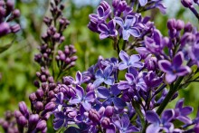 Lilac / ***