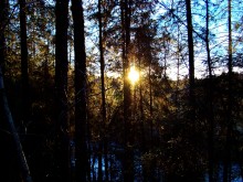Rezvinsky forest / ***