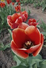 Tulips / *******