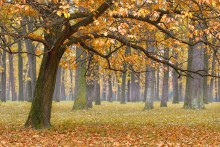 Autumn in the oak grove / ***
