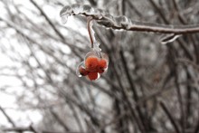 Icicle / ***