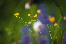 yellow-blue-green / _________________