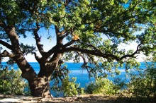 A green oak ... / ***