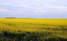 Golden Field / ***