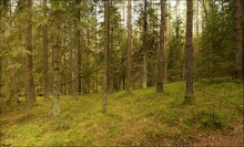 Coniferous forest on Stracha / ***