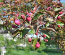 Apple blossom / ***