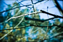 Spring weaves a web of / ***